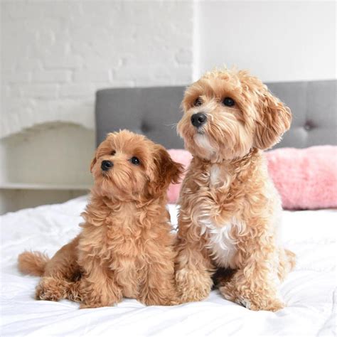 cani di piccola taglia da adottare|cani piccoli da mangiare.